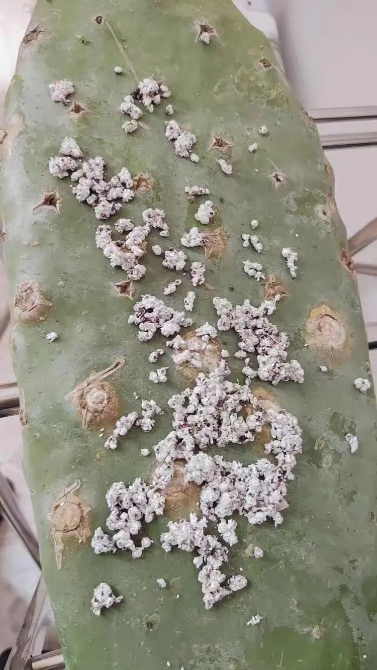 神奇的胭脂虫,寄生在仙人掌叶子上,加工后,能做成口红