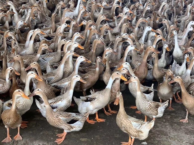 鸭产蛋的昼夜变化规律是什么?了解鸭的生活习性,把鸭养得更好!