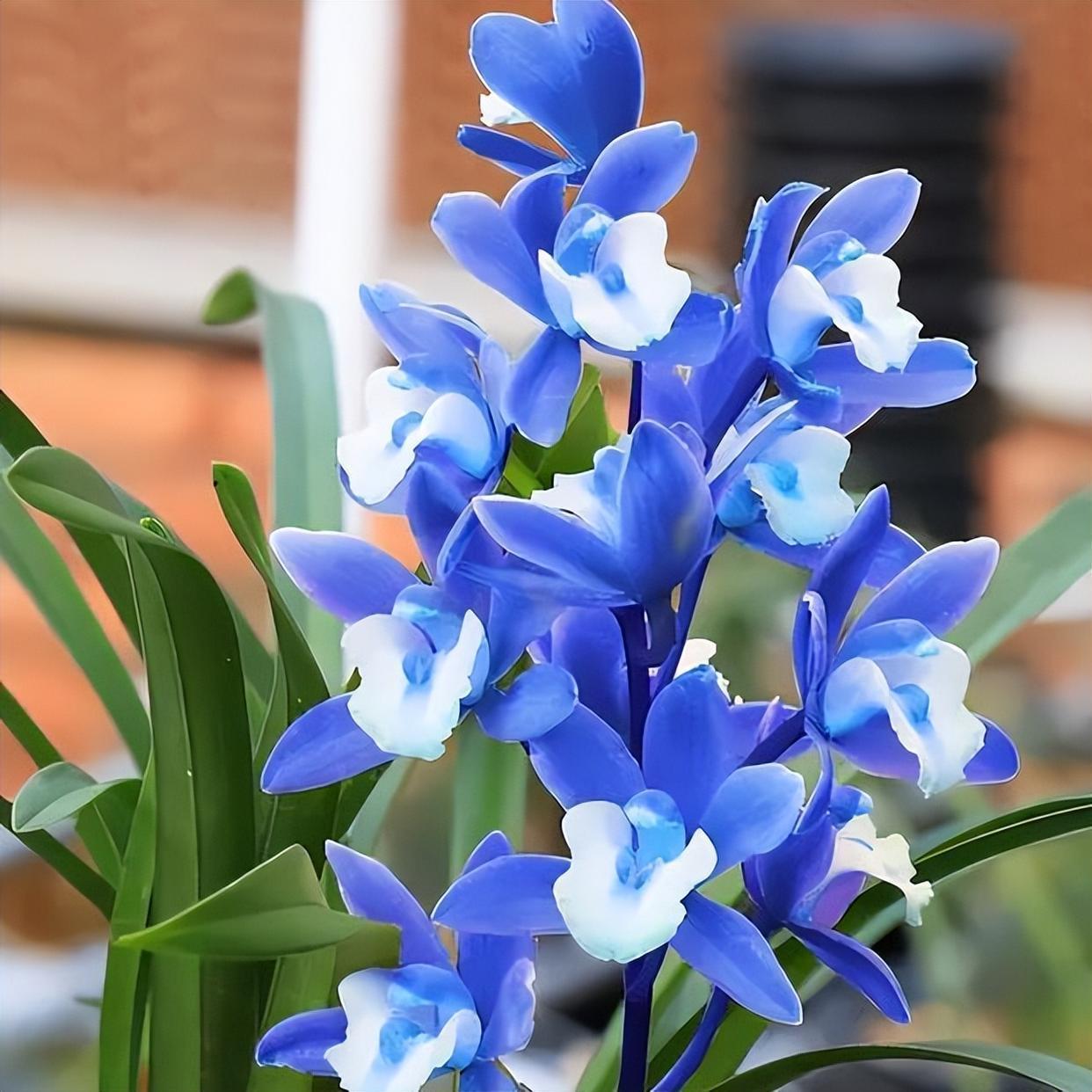 兰花是很多人都非常梦寐以求的花卉种类,只要时间以及经济允许的话