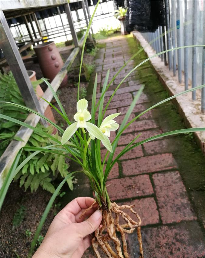 此蘭花容小巧端莊,玲瓏剔透,品相端正,顏色素雅,值得收藏