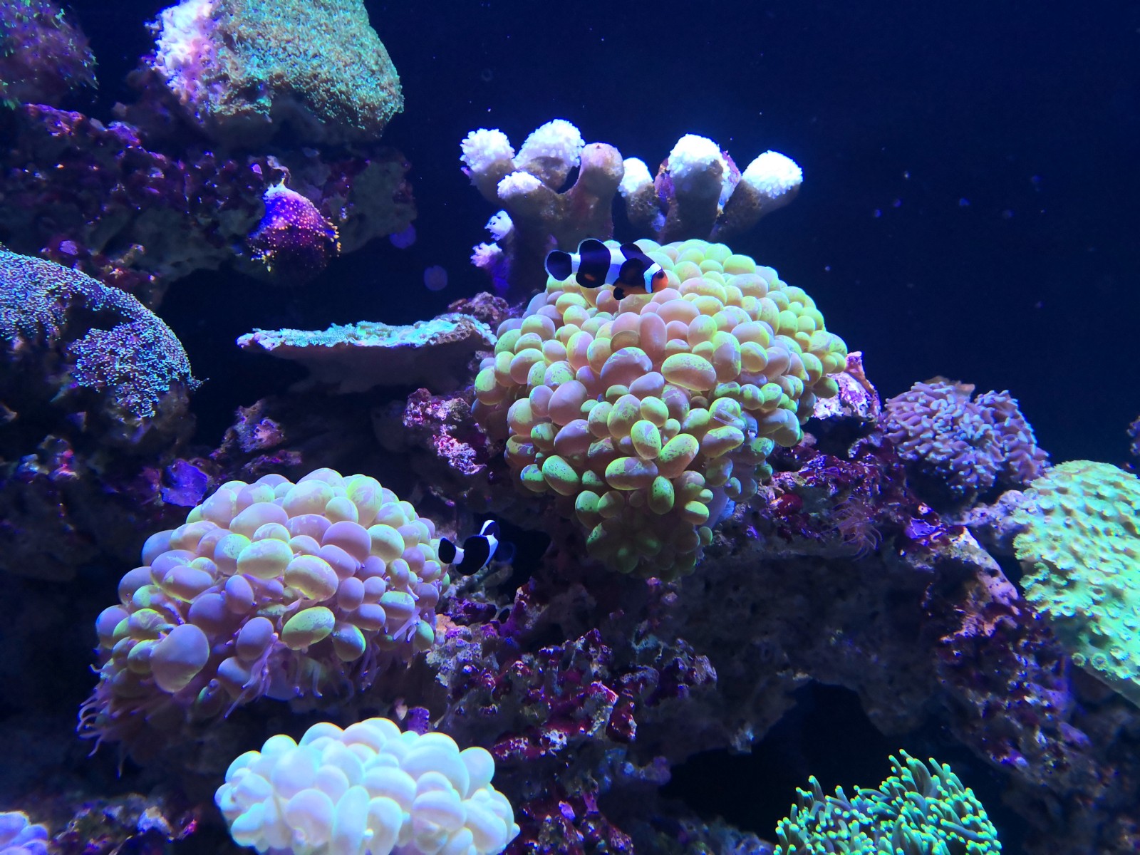 武汉东湖海洋乐园之珊瑚
