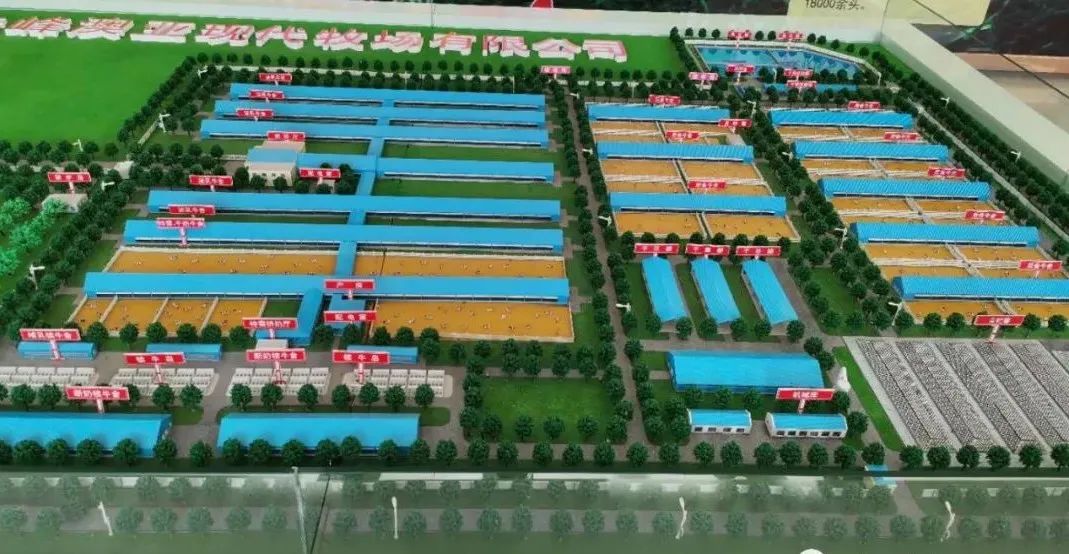 科左中旗委副书记,政府旗长张海明带队赴赤峰澳亚现代牧场进行考察