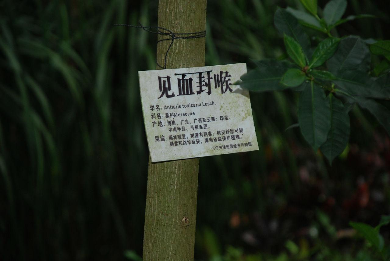被称为"见血封喉"的箭毒木,到底有多毒,又有哪些作用?