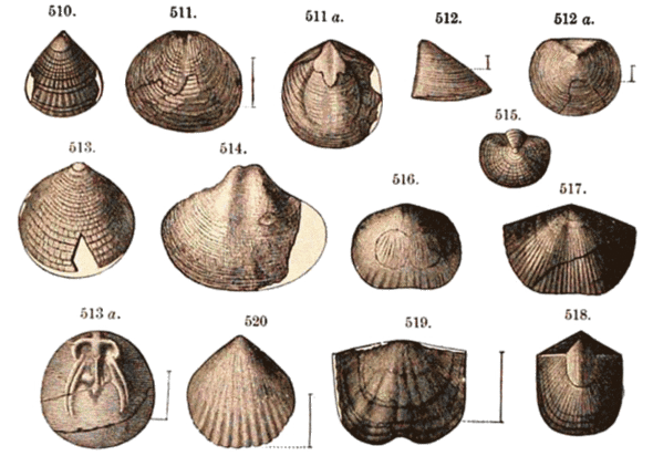 4.4亿年前,奥陶纪生物大辐射,巨壳支配下的海洋