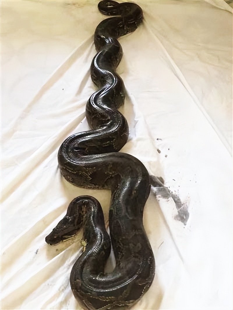 1996年海南巨蟒为报恩当小孩"保姆",与主人同眠,还能看护家院