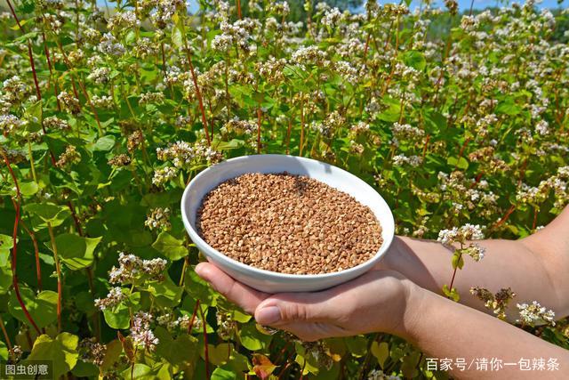 荞麦- 优质问答专区