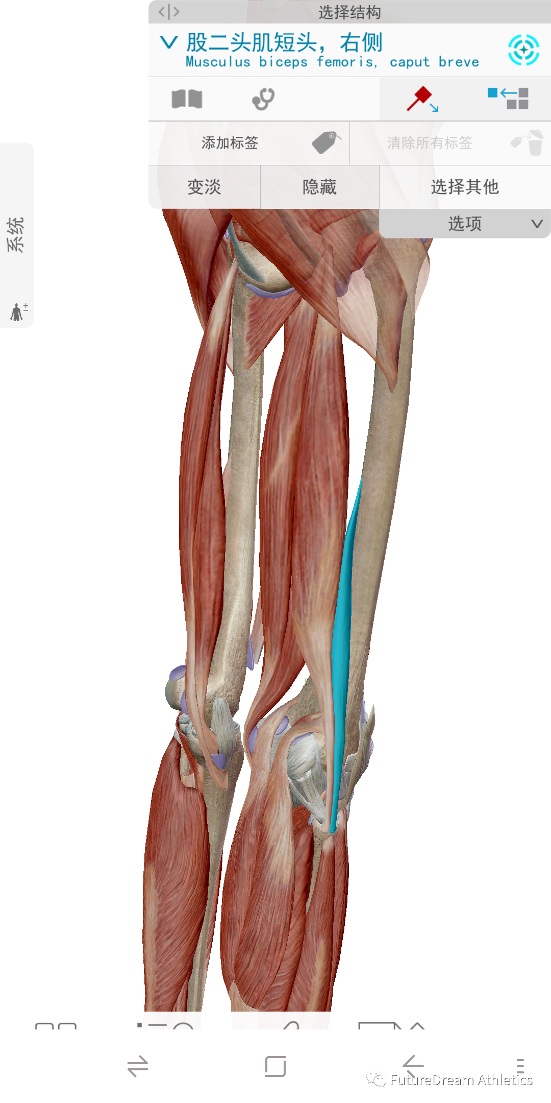 腘绳肌解剖,功能及损伤