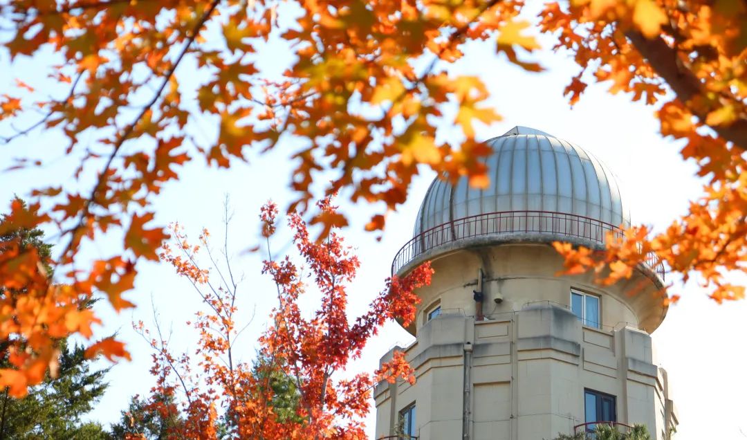 清华大学的秋:噢!叶!