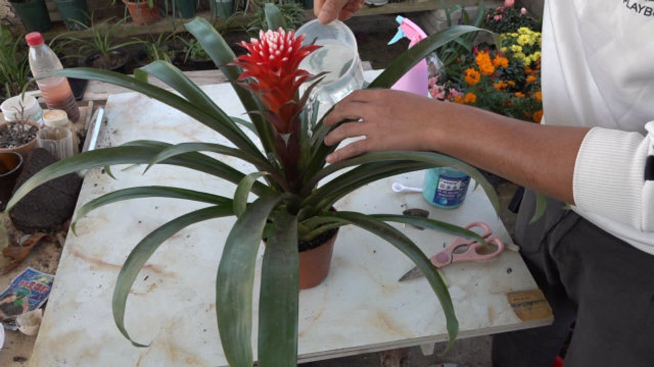 红运当头怎么养?红运当头的养殖方法和注意事项