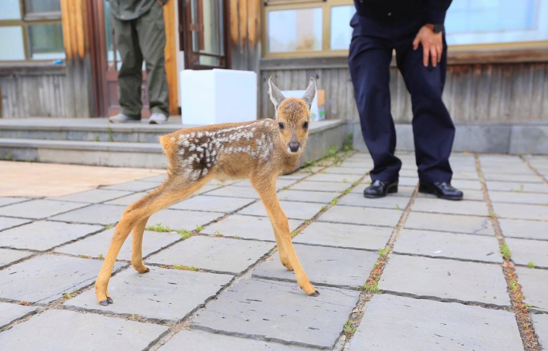 長白山民警救助國家一級保護動物野生梅花鹿