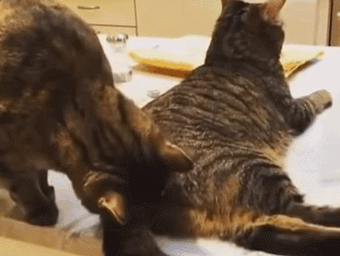 380_286gif 动态图 动图