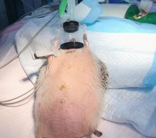 刺猬怀孕后肚子特别大,带去医院直接剖腹产,画面看上去莫名滑稽