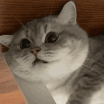 337_337gif 动态图 动图