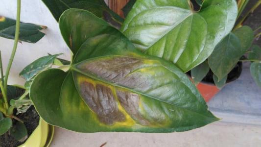 红掌夏季易得这种恶劣病害,一旦感染很难根治恢复,不预防损失重