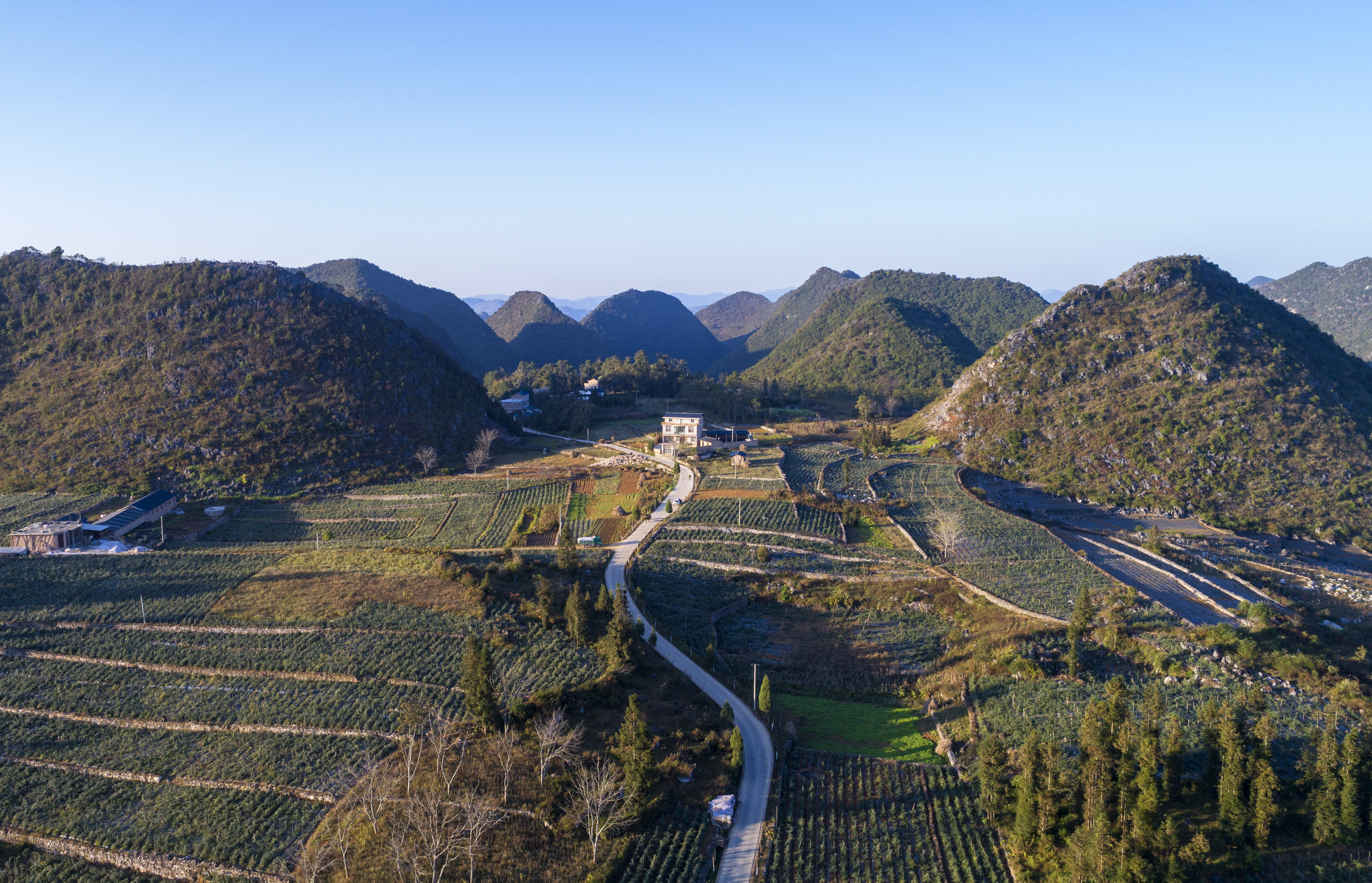 云南西畴:中草药种植助农增收(1)