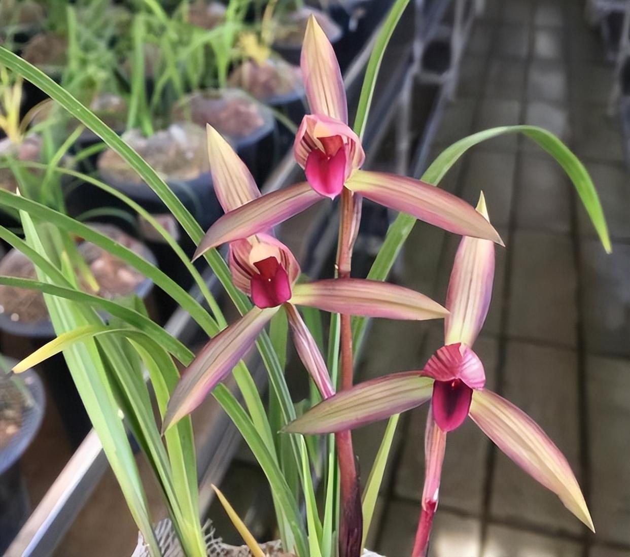 滇红素兰花开品大气,花色水红,花香清新,适合新手