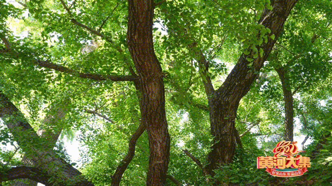 "天下第一"!4000岁!