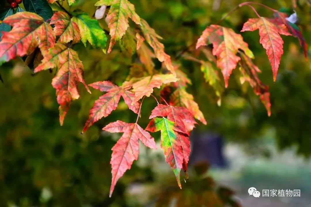 片片红叶舞秋风 大美秋色初登场——茶条槭