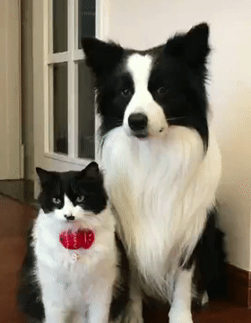 边牧看着食盆被占领,扭头向主人求助,眼神幽怨好委屈