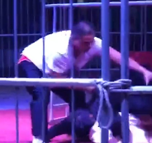 热点|惊险!濮阳一马戏团400斤黑熊失控突然攻击驯兽师,官方回应了