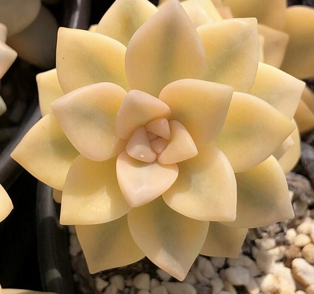 走下神坛的"出锦多肉",含蕊微红"缀化快",柔情万千仙气十足