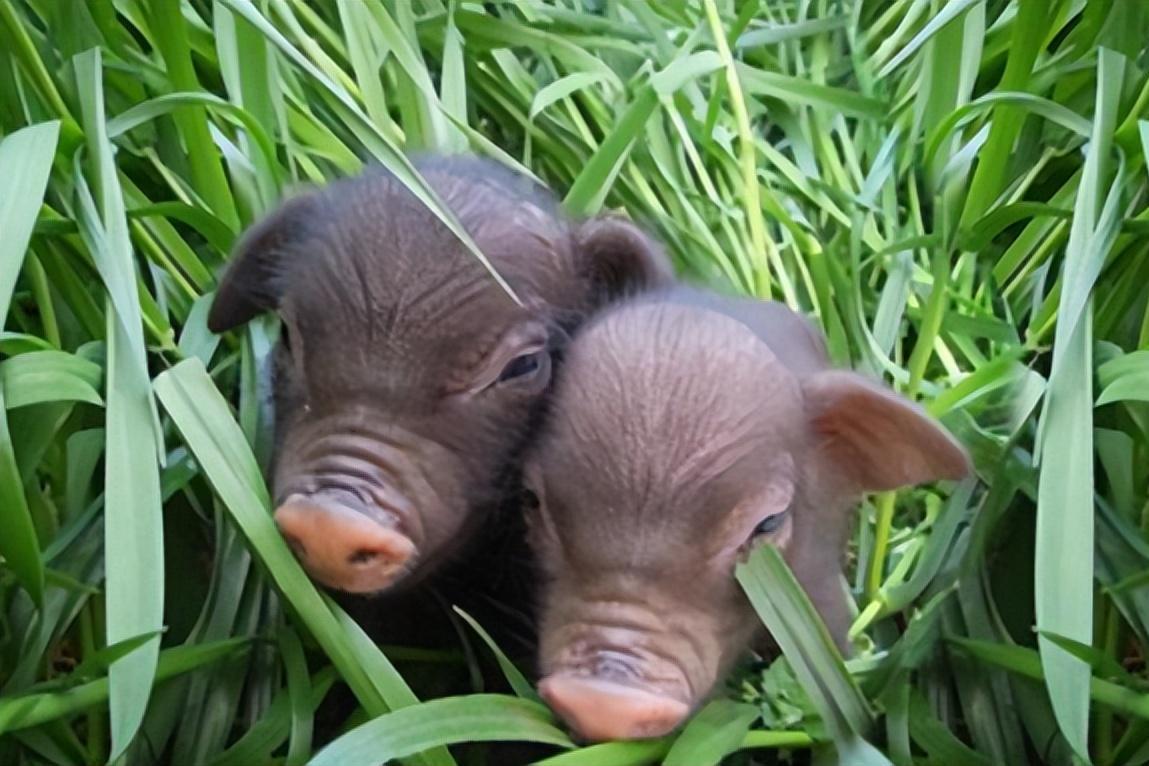 香芹爆炒香猪和香猪疱汤是两种美味的烹制方法.