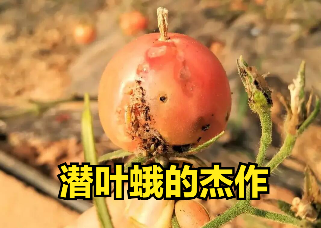 西红柿潜麦蛾是哪来的?叶子和果实它都吃,解决难在哪儿?