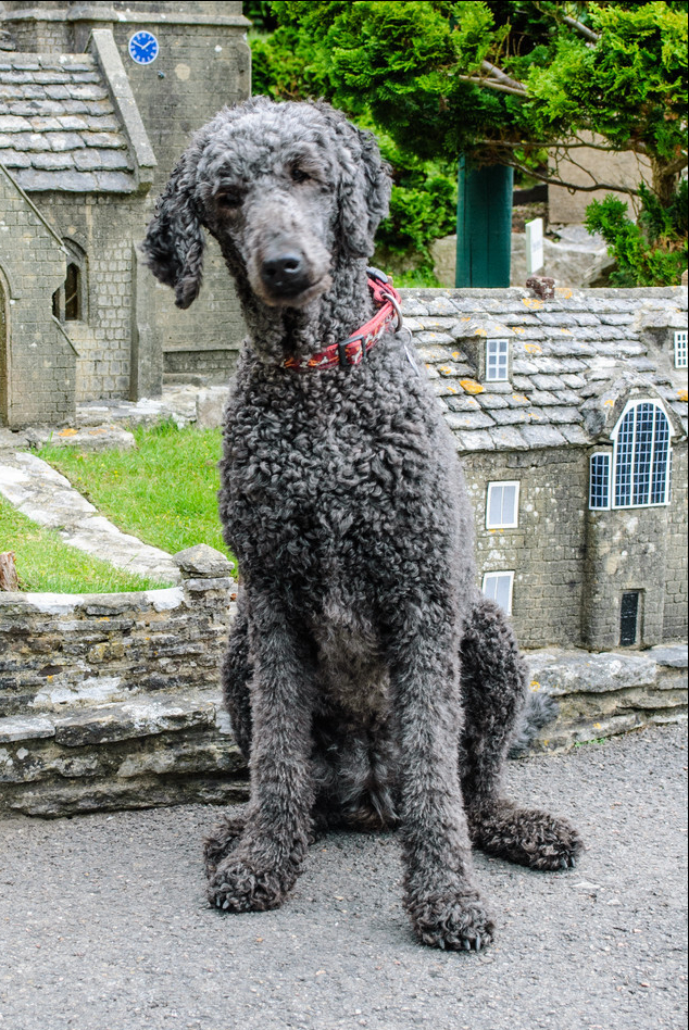 巨型贵宾犬体臭的原因