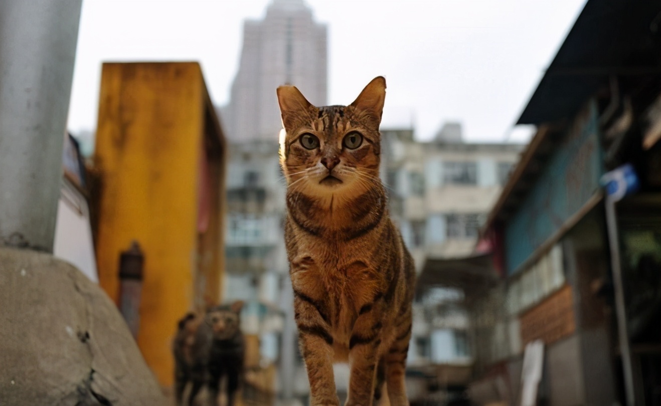 这些外国猫在我国已然成为大众猫,性格好颜值高,很适合家养