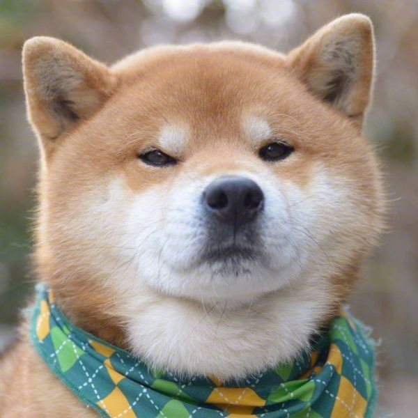 当柴犬爱上你时候的表现