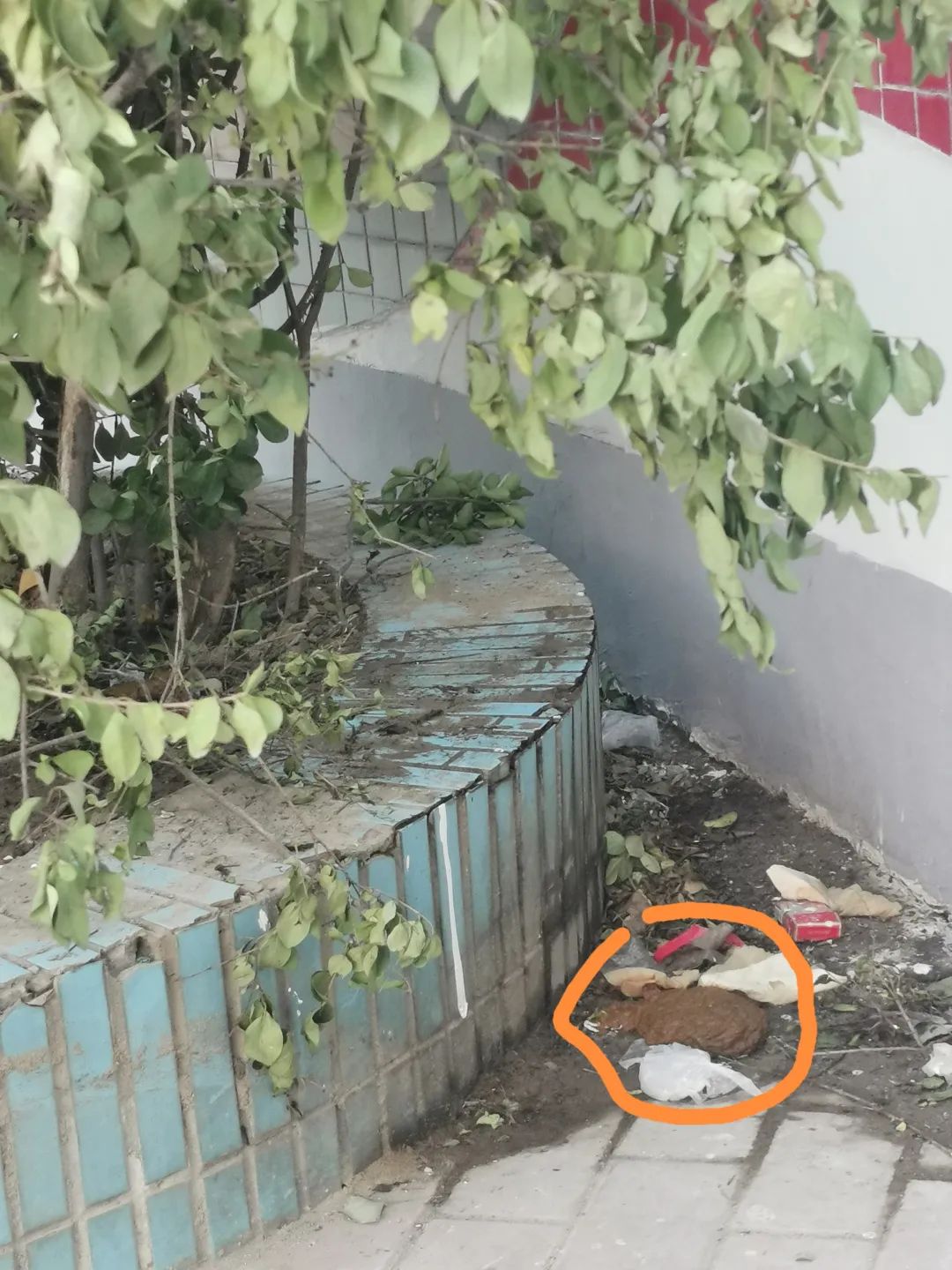 慧忠北里三塔楼小区北侧弧形小广场屎尿横流