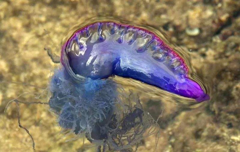 世界上最毒的水母图片图片