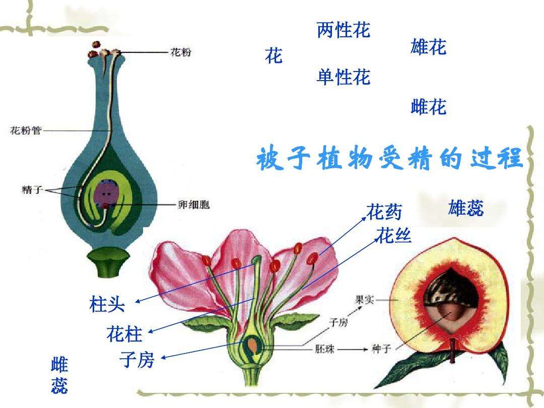 雄蕊的类型