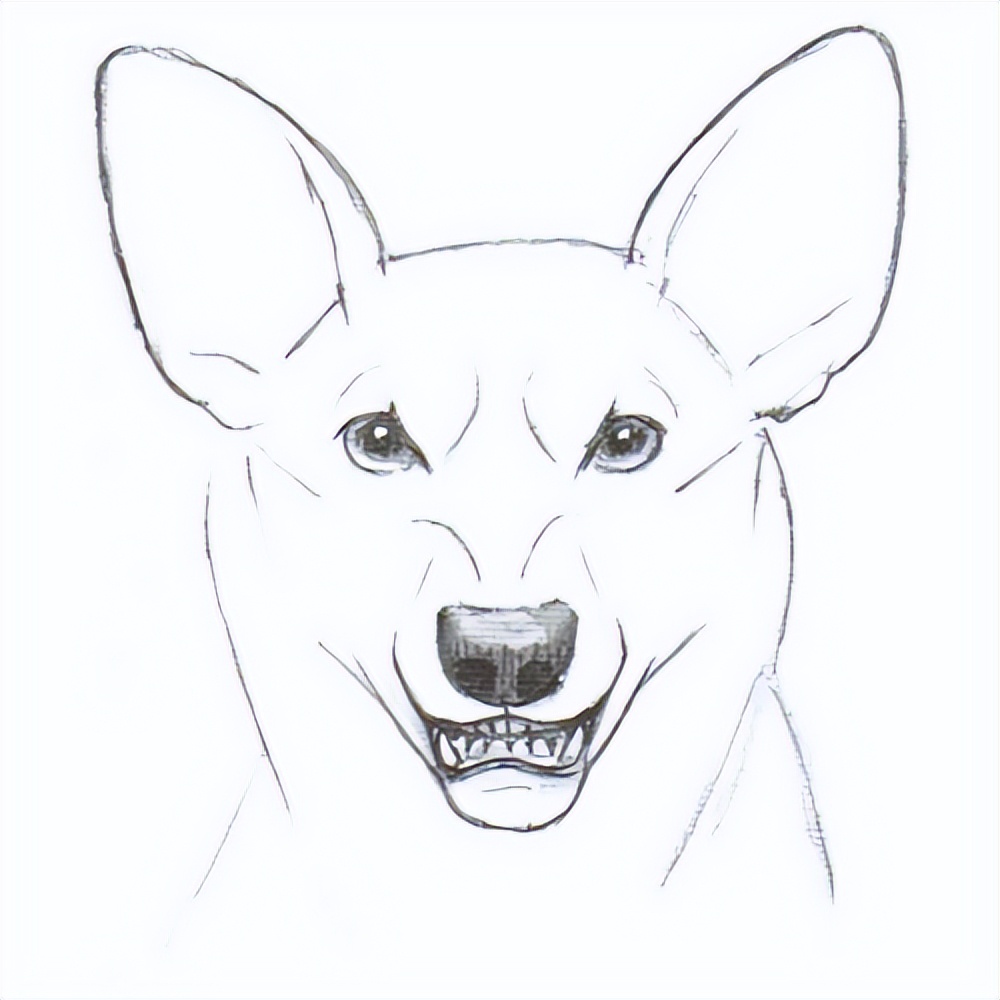 动物面部表情怎么画?教你小狗各种表情画法技巧!
