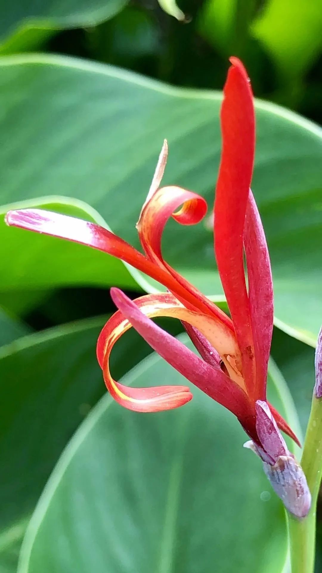 美人蕉科,美人蕉属