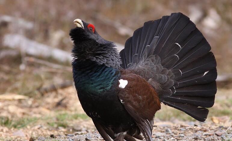 非洲烫脚舞这么火,跳出灵魂小马达,灵感来自尼古拉斯赵四?