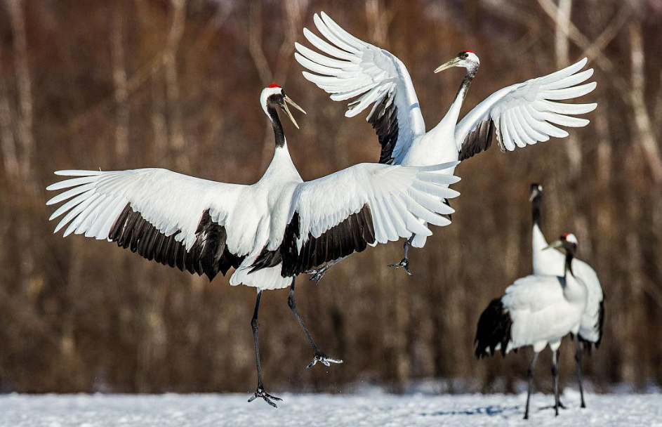丹顶鹤不能成为中国国鸟,竟和日本有关?我国的国鸟到底是什么?