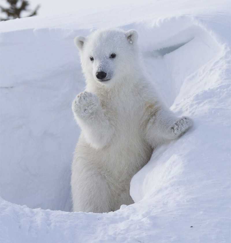 北极熊,一种温顺的生物,却极具攻击性,它们与棕熊有什么关系?