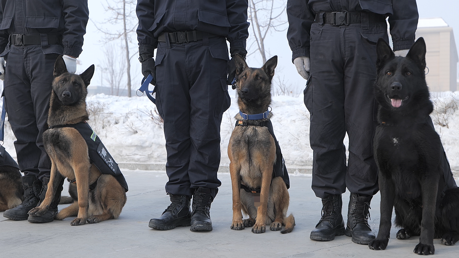 公安局警犬基地图片