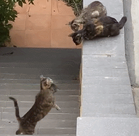 小猫跳不上去超着急,3只大猫互相看了看,最后跳下去