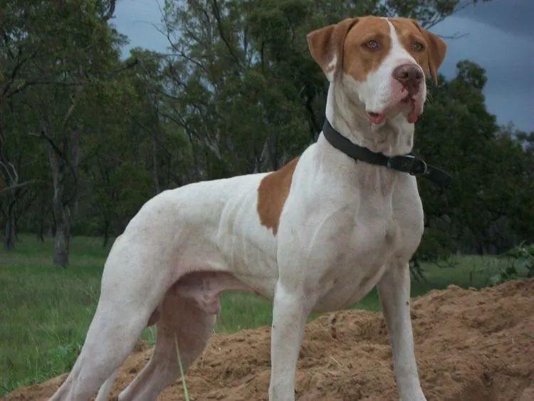 澳洲猎猪犬幼崽,被纯素食喂养,来自主人扭曲的爱,小狗还能活吗