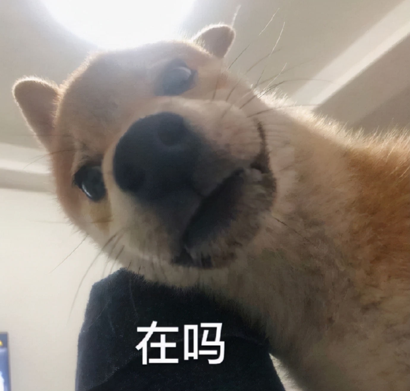 养狗人的快乐,那就是从来不缺表情包!