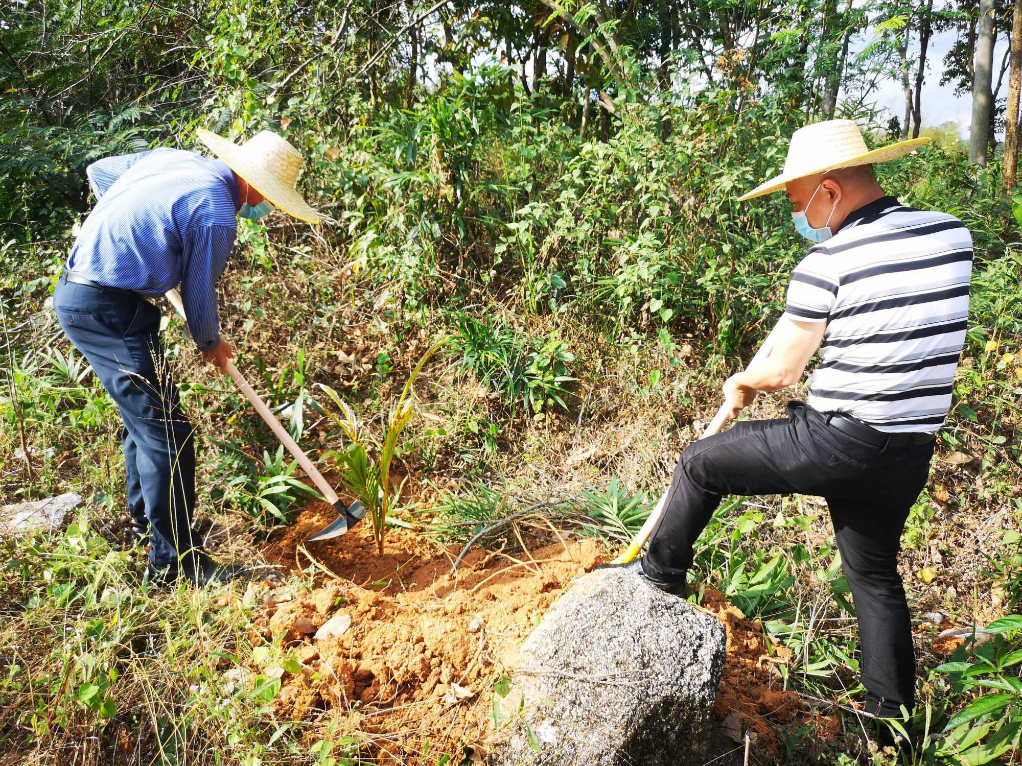 "植树节入法",农民种树需注意两大问题,两类人将受处罚!