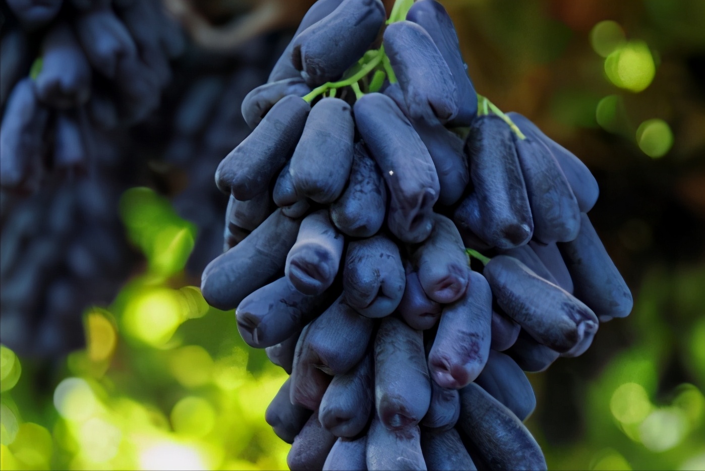 有院子就养这种果树,好吃有营养,还能当盆栽欣赏