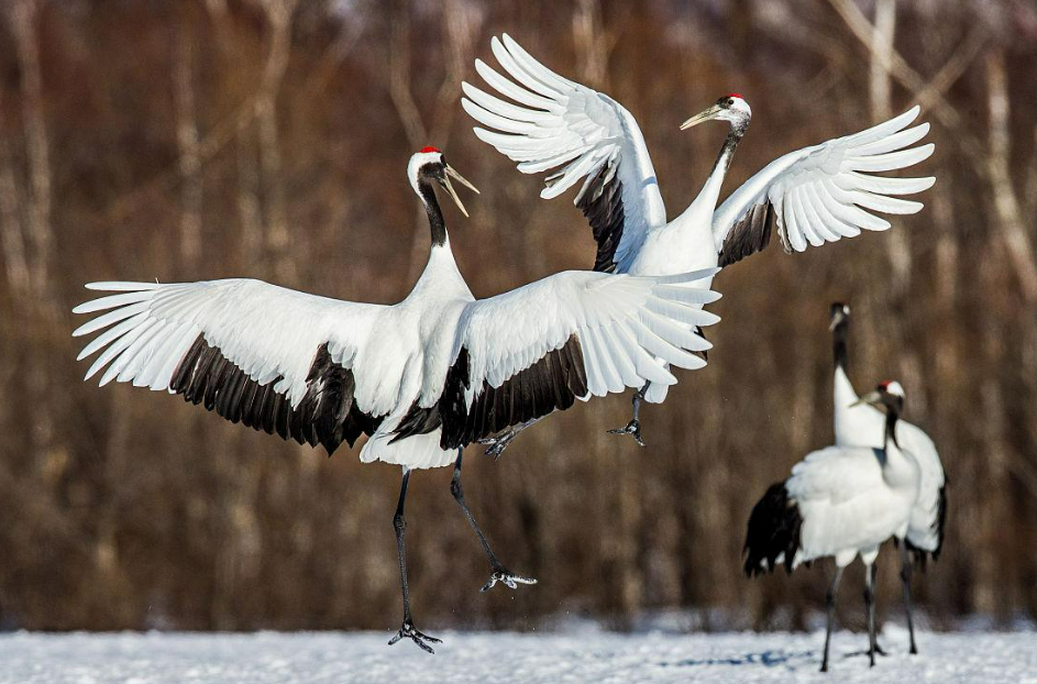 丹顶鹤不能成为中国国鸟,竟与日本有关?中国的国鸟究竟是什么?