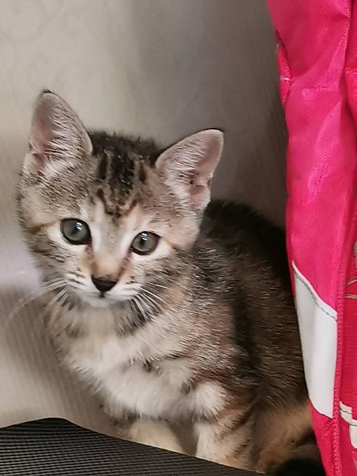 又捡一只狸花猫!颜值出众叫声奶,攻击领养人却非常喜欢我
