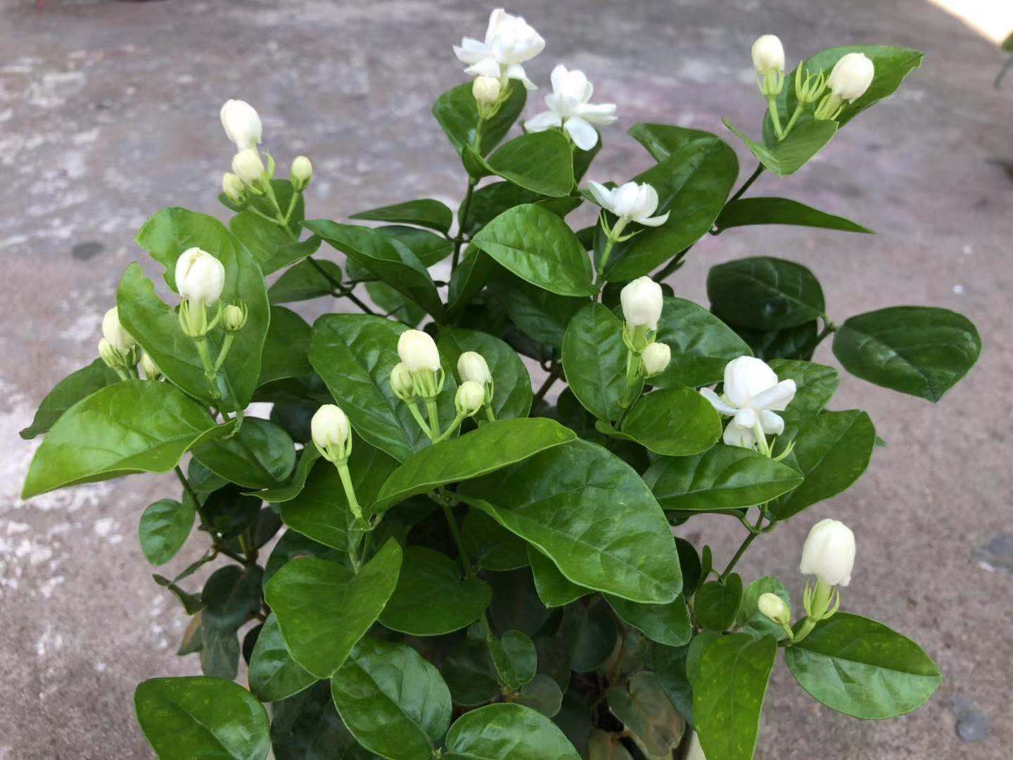 花市上的茉莉"满头花苞",花香浓,原来是"这样"养出来的