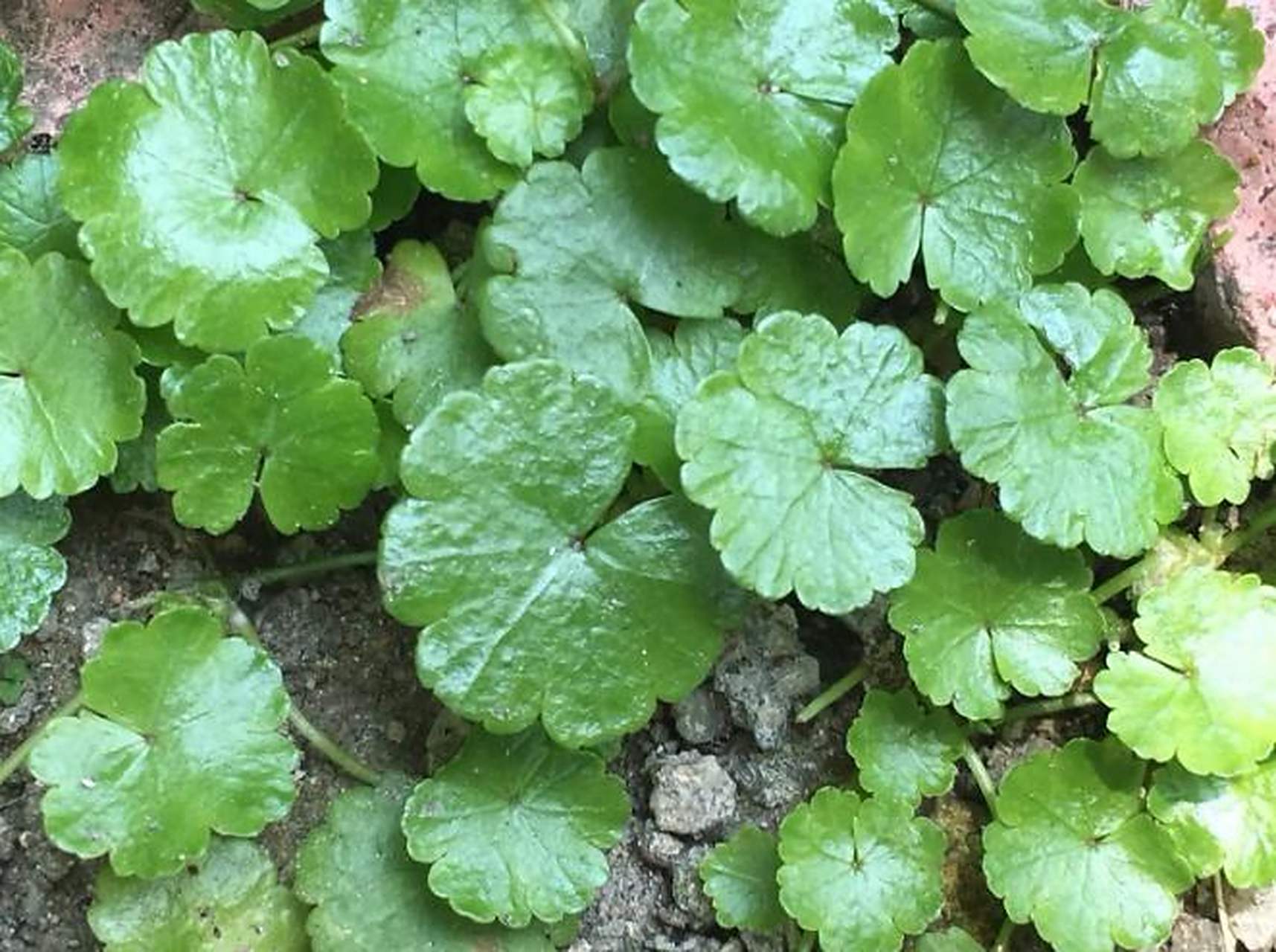 俗称"破铜钱草",农村老人称其为"护肝良草",它还有三大价值 "破铜钱草