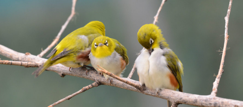 绣眼鸟幼鸟如何饲养?