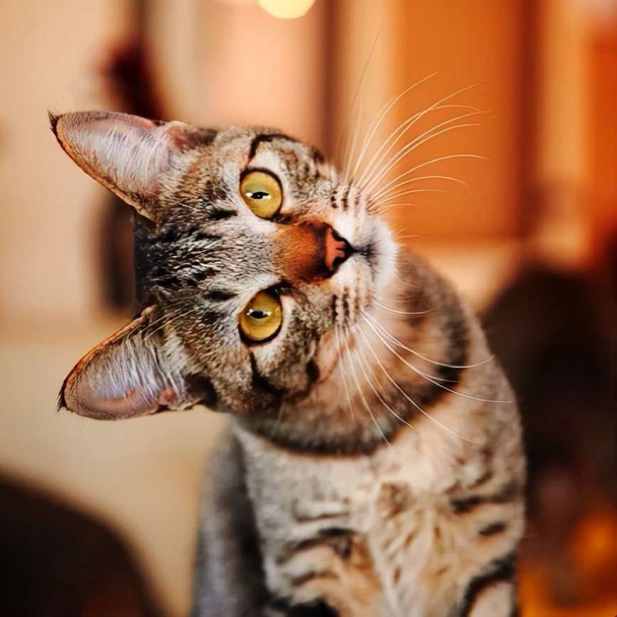 猫咪歪头看你,别以为它是无聊,其实是有话想说!